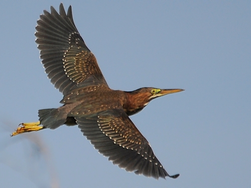 Green Heron