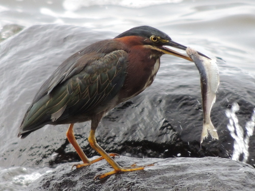 Green Heron