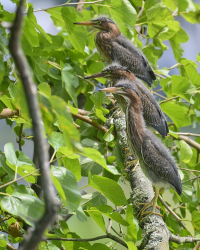 Green Heron