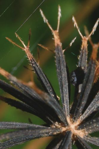 Hairy Beggarticks