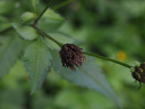 Hairy Beggarticks