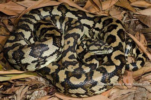 Carpet Python