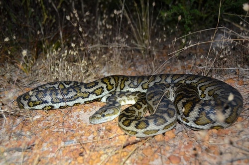 Carpet Python