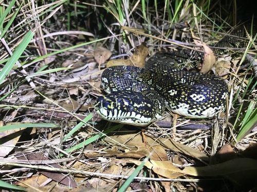 Carpet Python