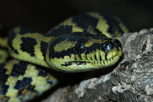 Carpet Python