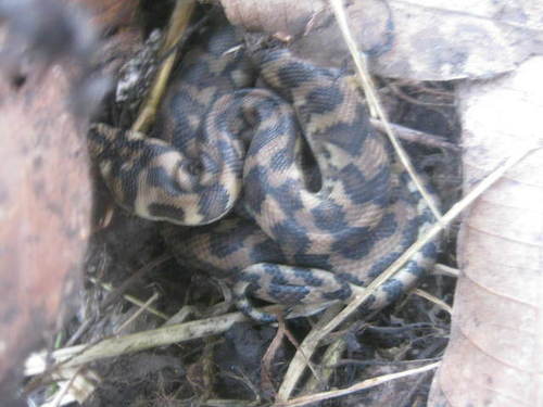 Carpet Python