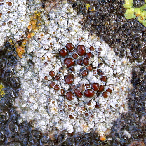 Rim Lichens