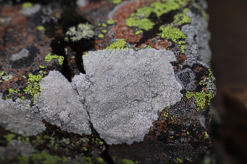 Rim Lichens