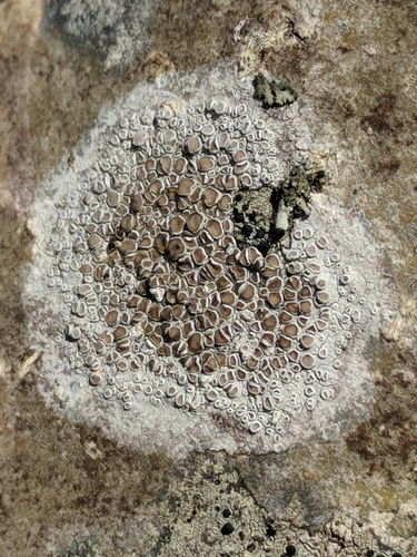 Rim Lichens