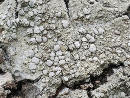 Rim Lichens