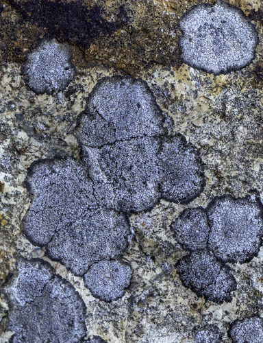 Rim Lichens