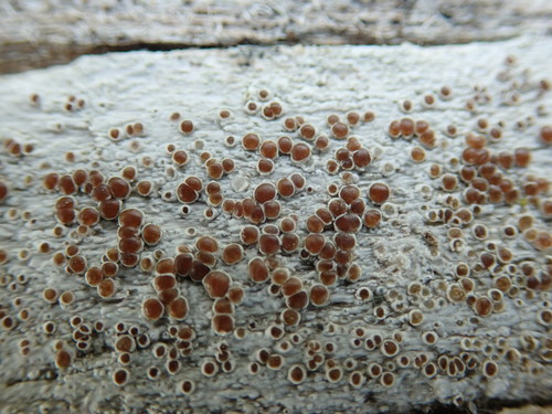 Rim Lichens