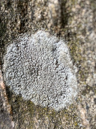 Rim Lichens
