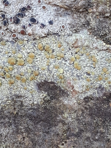 Rim Lichens