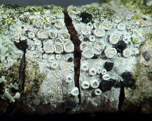 Rim Lichens