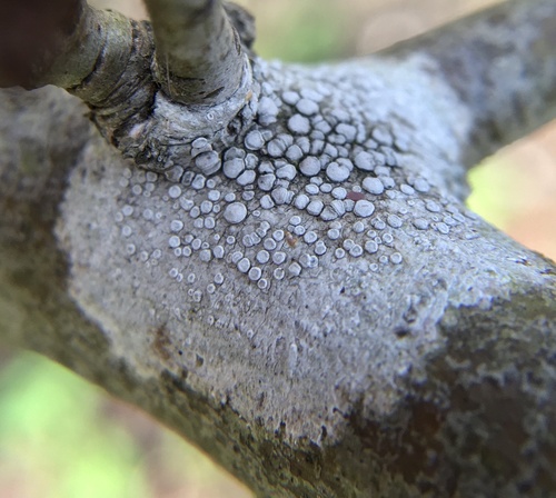 Rim Lichens