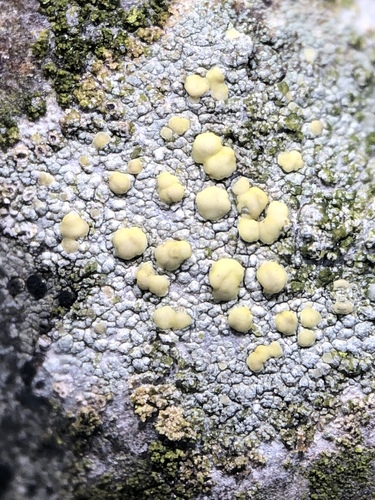 Rim Lichens