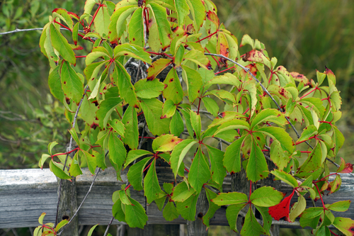 Virginia creeper