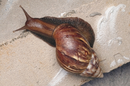 African Giant Snail