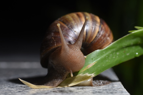 African Giant Snail