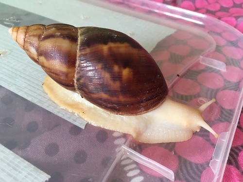 African Giant Snail