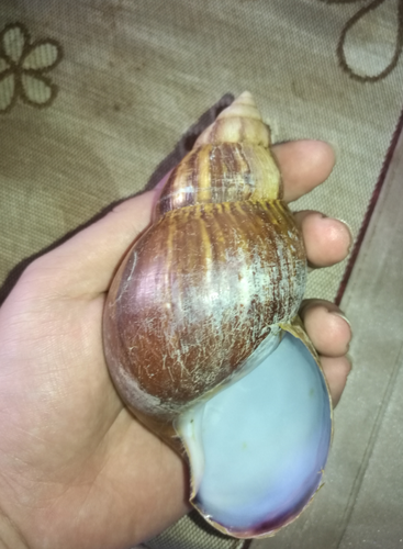 African Giant Snail