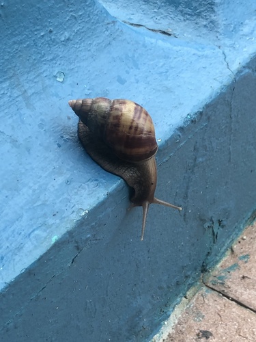 African Giant Snail