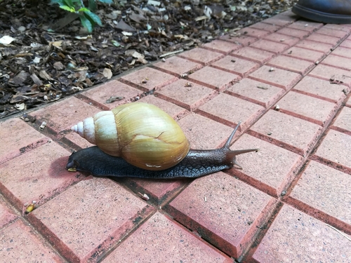African Giant Snail