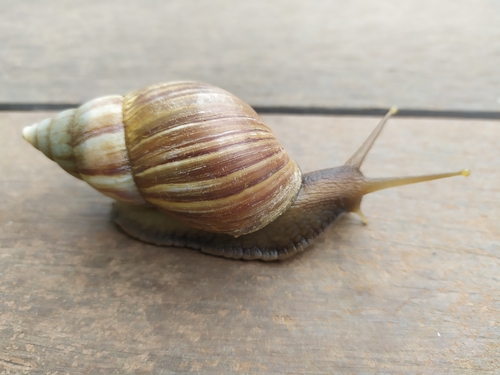 African Giant Snail