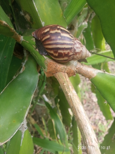 African Giant Snail