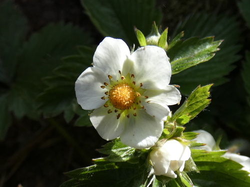 woodland strawberry