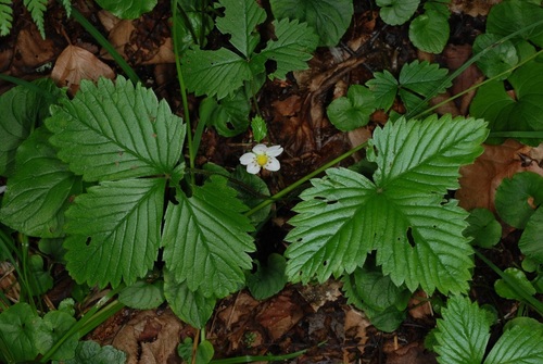 woodland strawberry