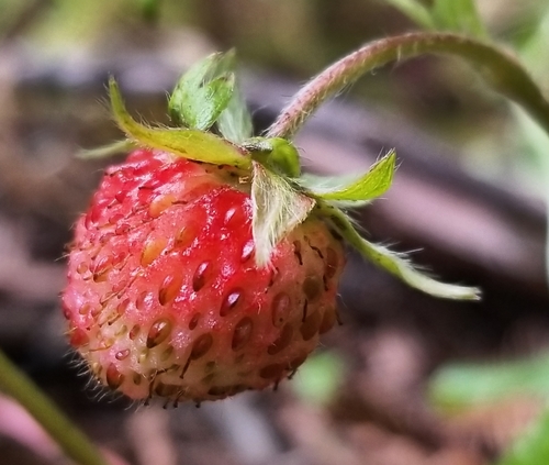 woodland strawberry