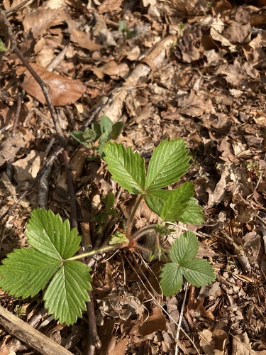 woodland strawberry