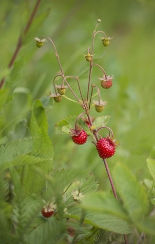 woodland strawberry