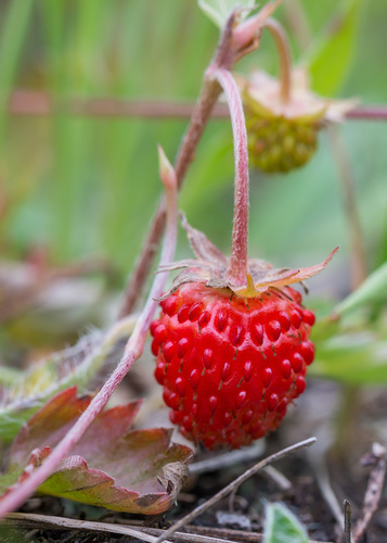 woodland strawberry