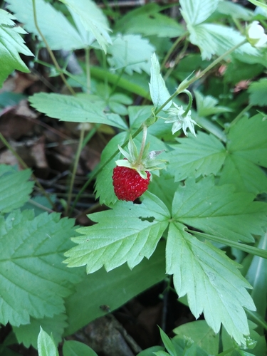 woodland strawberry