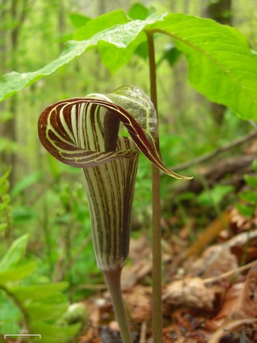 Jack-in-the-Pulpit
