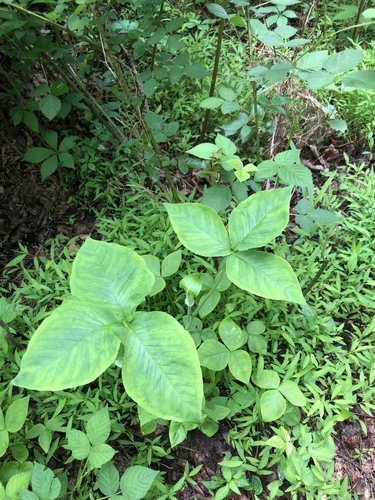 Jack-in-the-Pulpit