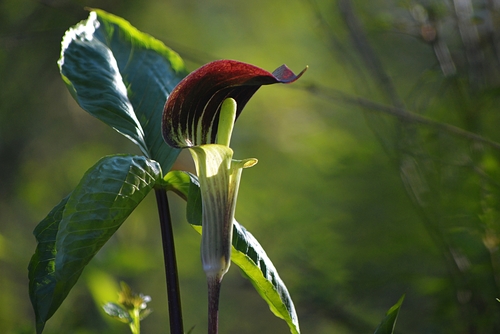 Jack-in-the-Pulpit
