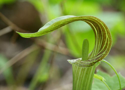 Jack-in-the-Pulpit