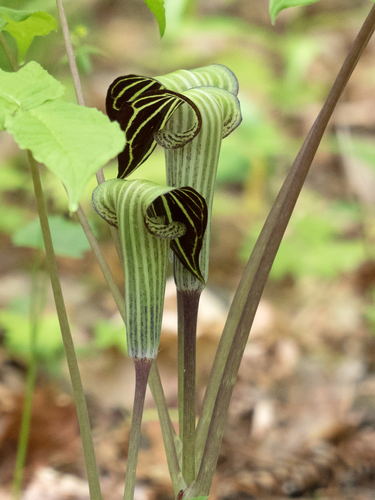 Jack-in-the-Pulpit