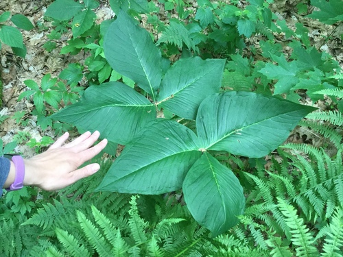 Jack-in-the-Pulpit
