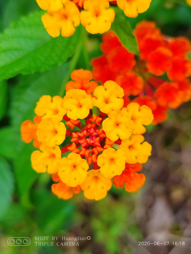common lantana