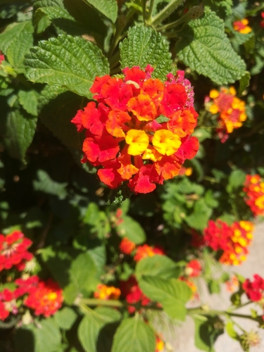 common lantana