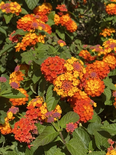 common lantana