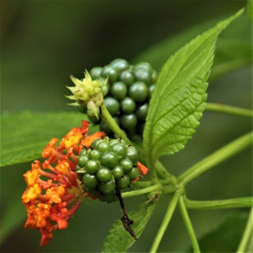 common lantana