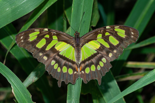 Malachite