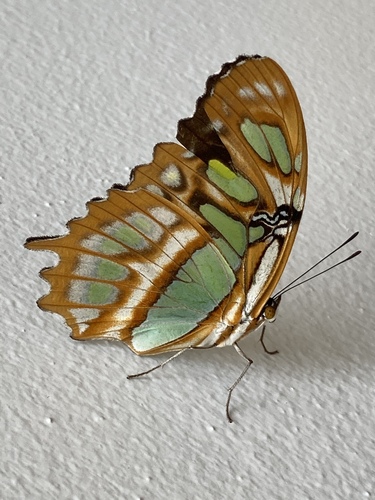 Malachite