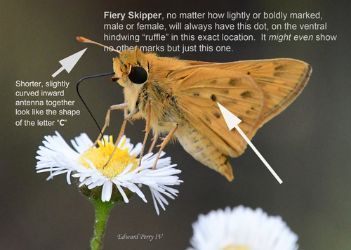 Fiery Skipper